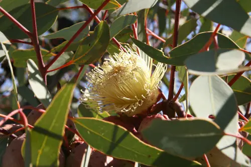 Eucalyptus pyriformis (Dowerin Rose)