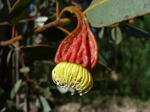 Eucalyptus stoatei (Scarlet Pear Gum) flower