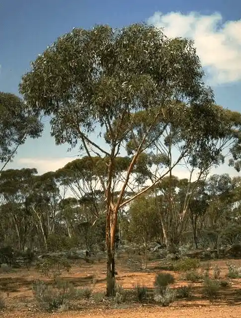 Eucalyptus stricklandii (Strickland's Gum)