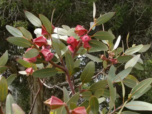 Eucalyptus tetraptera (Square-fruited Mallee)