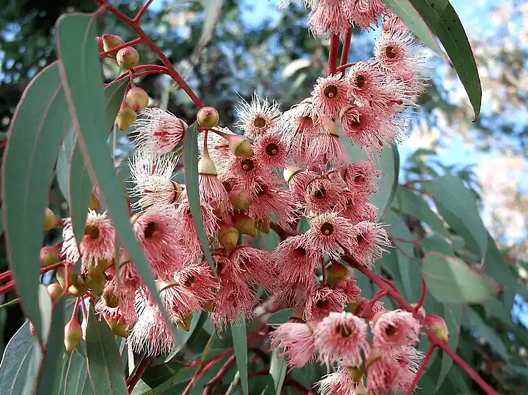 Eucalyptus torquata (Coral Gum)