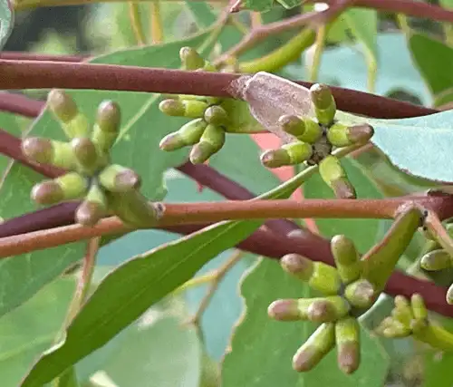 Eucalyptus utilis (Coastal Moort) buds