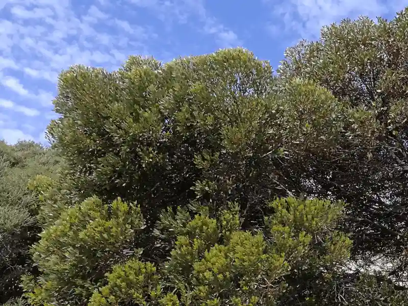 Eucalyptus utilis (Coastal Moort) rounded form