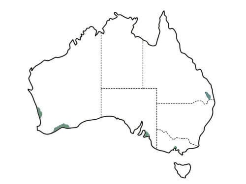 Eucalyptus utilis main distribution