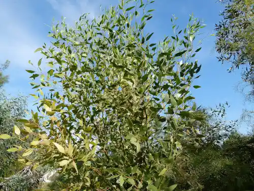 Eucalypus incrassata (Ridge-fruited Mallee)