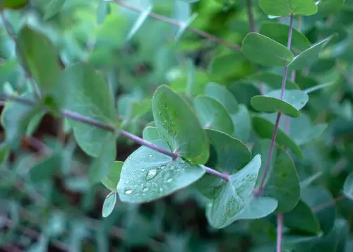 Miniature Eucalyptus juvenile foliage growth
