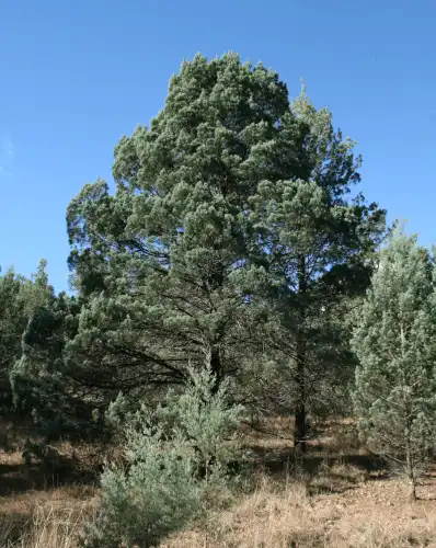 White Cypress Pine (Callitris glaucophylla)