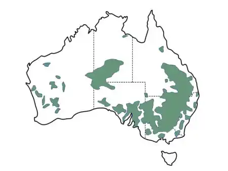 White Cypress Pine main distribution