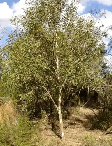 eucalyptus gregsoniana (Wolgan Snow Gum)