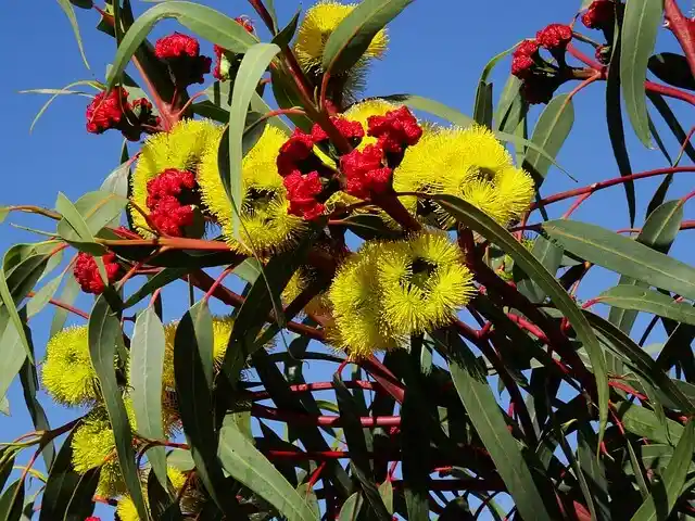 small eucalyptus trees