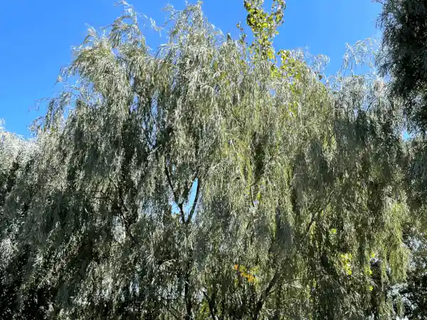 Acacia pendula (Weeping Myall)