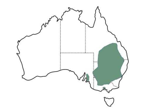 Acacia pendula (Weeping Myall) Main distribution