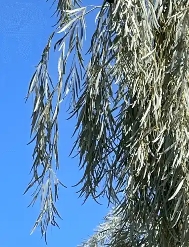Acacia pendula (Weeping Myall) foliage