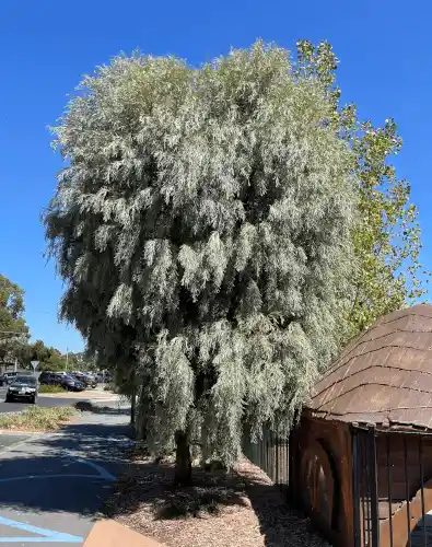 Acacia pendula (Weeping Myall)