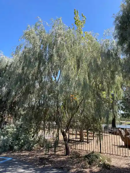 Acacia pendula (Weeping Myall)