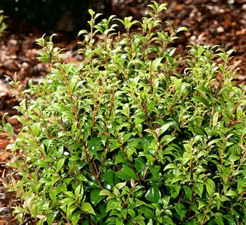 Acmena smithii 'Allyn Magic'