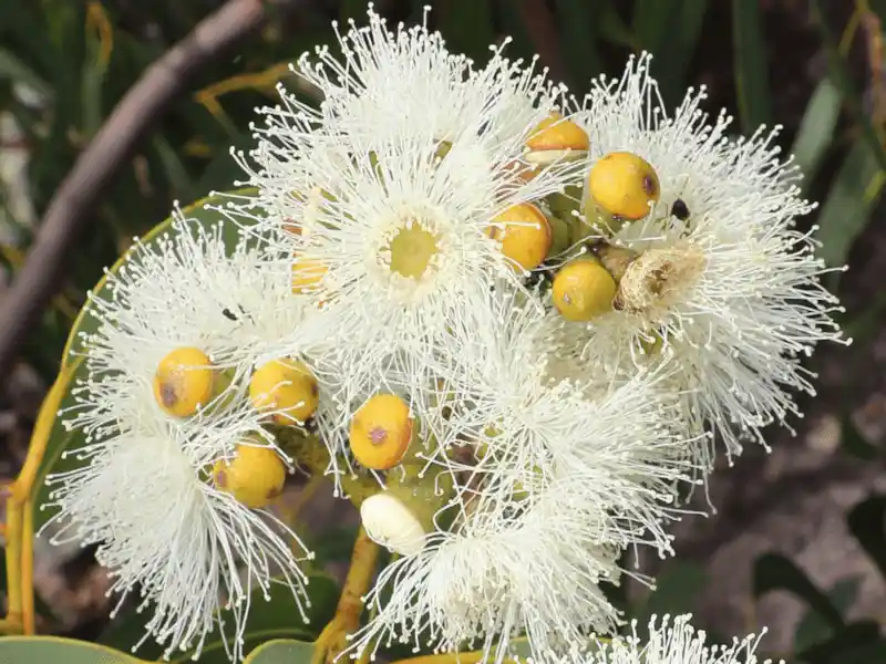 Corymbia eximia 'Nana' (Yellow Bloodwood) blooms
