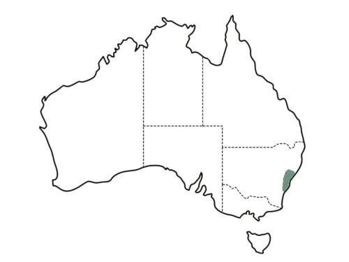 Corymbia eximia (Yellow Bloodwood) origin