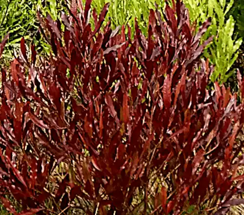 Dodonaea viscosa 'Purpurea'