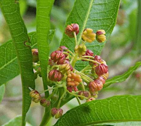 Dodonaea viscosa (Sticky Hopbush) flowers