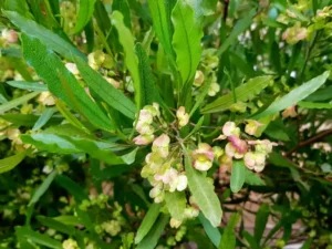 Dodonaea viscosa (Sticky Hopbush) foliage and seedpods
