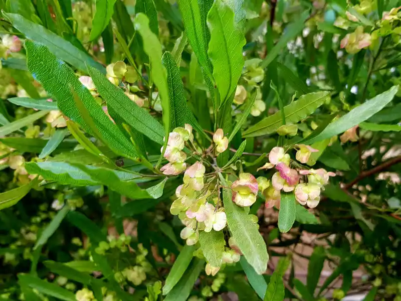 Dodonaea viscosa (Sticky Hopbush) foliage and seedpods