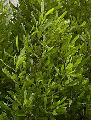 Dodonaea viscosa (Sticky Hopbush) foliage