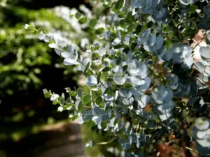 Eucalyptus gunnii (Cider Gum) juvenile foliage