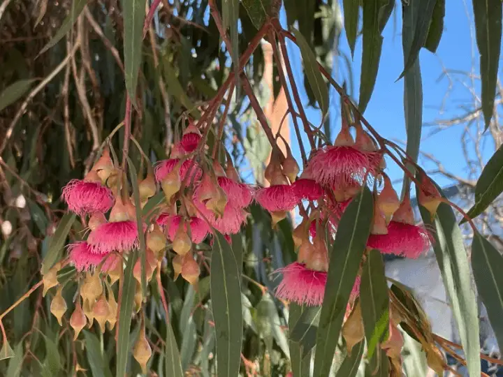 Eucalyptus leucoxylon 'Euky Dwarf' flowers and buds