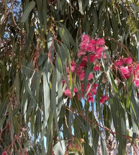 Eucalyptus leucoxylon 'Euky Dwarf' foliage and flowers