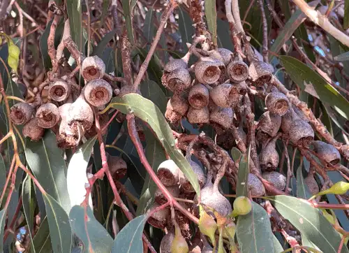 Eucalyptus leucoxylon 'Euky Dwarf' fruits