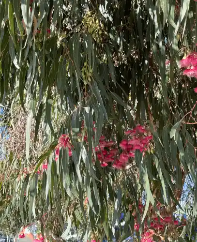 Eucalyptus leucoxylon 'Euky Dwarf' handsome foliage