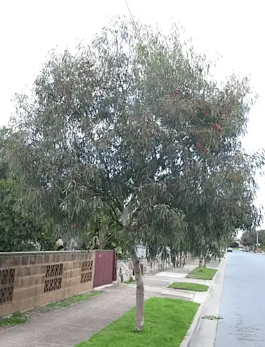 Eucalyptus leucoxylon 'Euky Dwarf' tree form