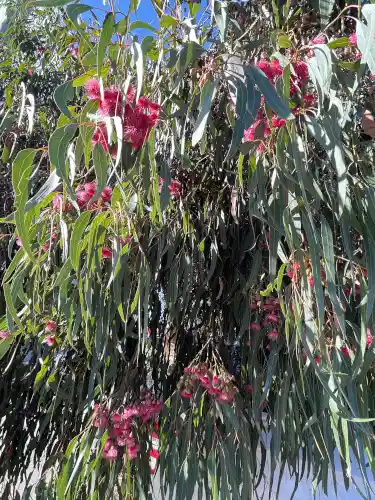 Eucalyptus leucoxylon 'Euky Dwarf' weeping foliage