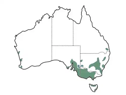 Eucalyptus leucoxylon main distribution