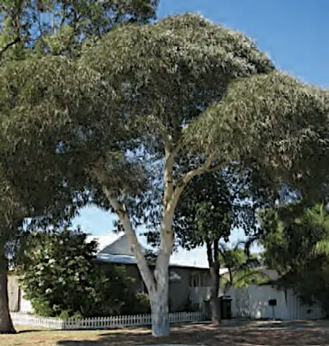 Eucalyptus leucoxylon subsp. megalocarpa 'Rosea'