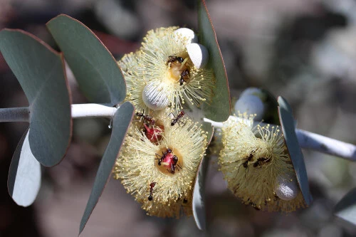 Eucalyptus pulverulenta (Silver-leaved Mountain Gum) flowers