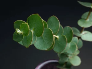 Eucalyptus pulverulenta (Silver-leaved Mountain Gum) foliage