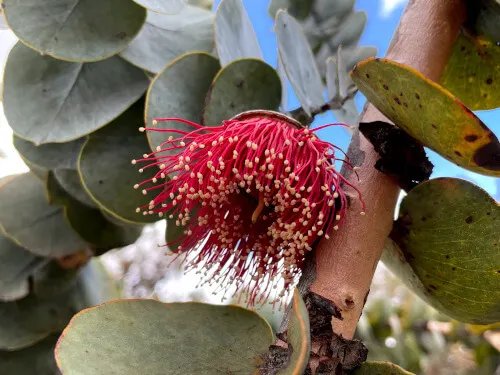Eucalyptus rhodantha (Rose Mallee) flower