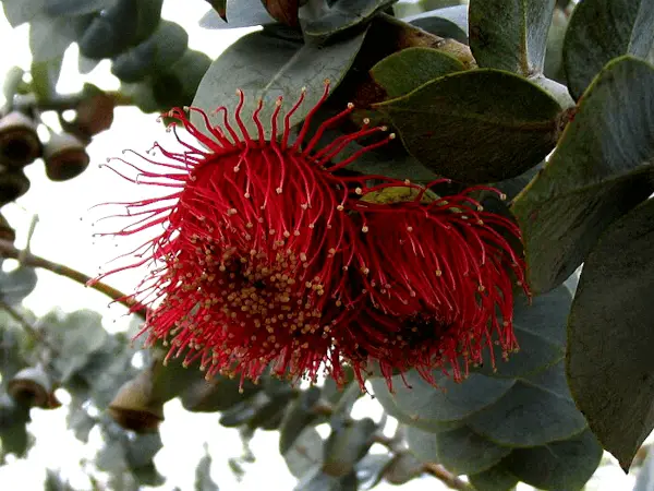 Eucalyptus rhodantha (Rose Mallee) flowers