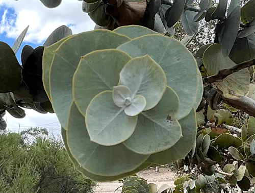 Eucalyptus rhodantha (Rose Mallee) foliage