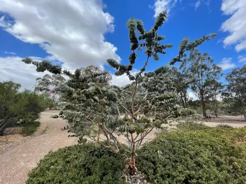 Eucalyptus rhodantha (Rose Mallee)