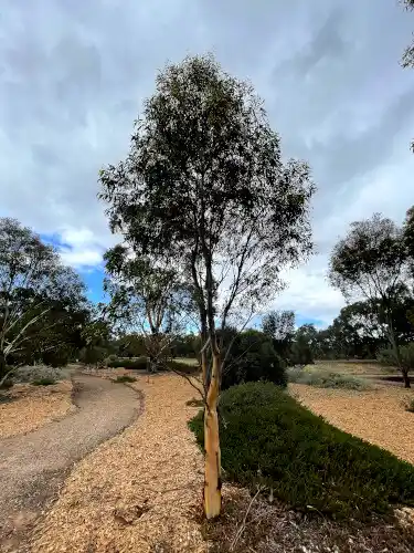 Eucalyptus salmonophloia (Salmon Gum)