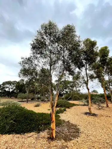 Eucalyptus salmonophloia (Salmon Gum)