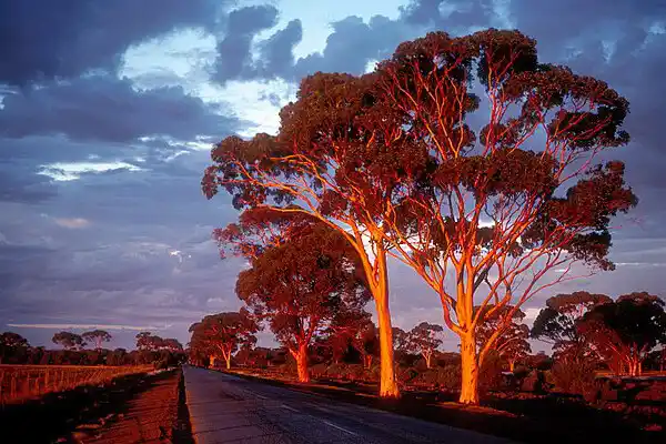 Eucalyptus salmonophloia (Salmon Gum) Roadside Plantings
