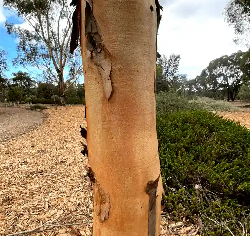 Eucalyptus salmonophloia (Salmon Gum) trunk