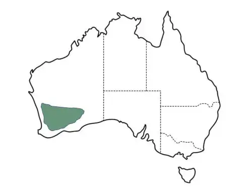Eucalyptus salmonophloia (Salmon Gum) origin