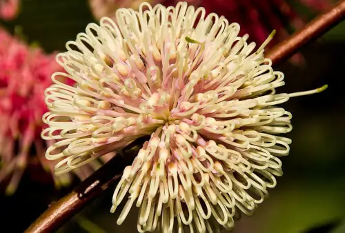 Hakea laurina (Pincushion Hakea) flower
