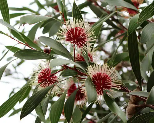 Hakea laurina (Pincushion Hakea) foliage and blooms