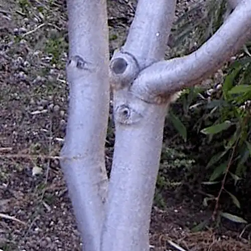 Hakea laurina (Pincushion Hakea) smooth trunk